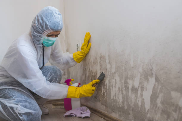 Best Residential Mold Remediation in Belhaven, NC