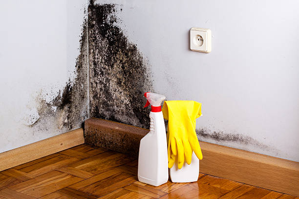 Trusted Belhaven, NC Mold Remediation Experts